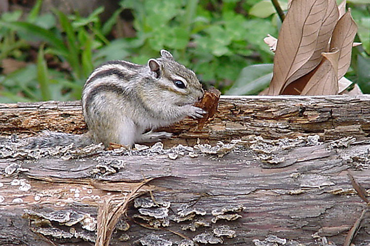 Squirrel
