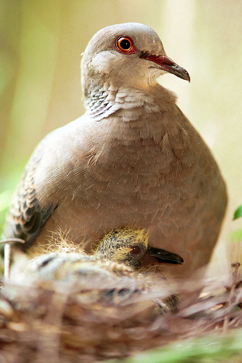 Pigeon