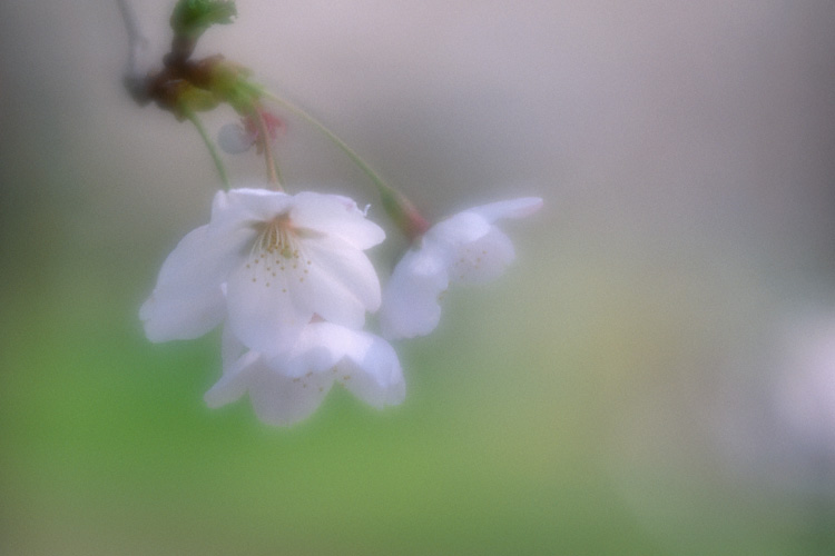 Cherry flower