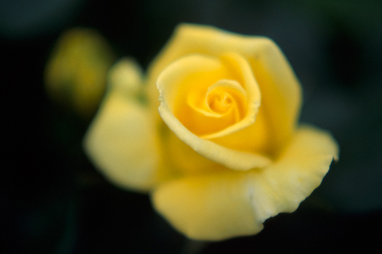 Rose flower