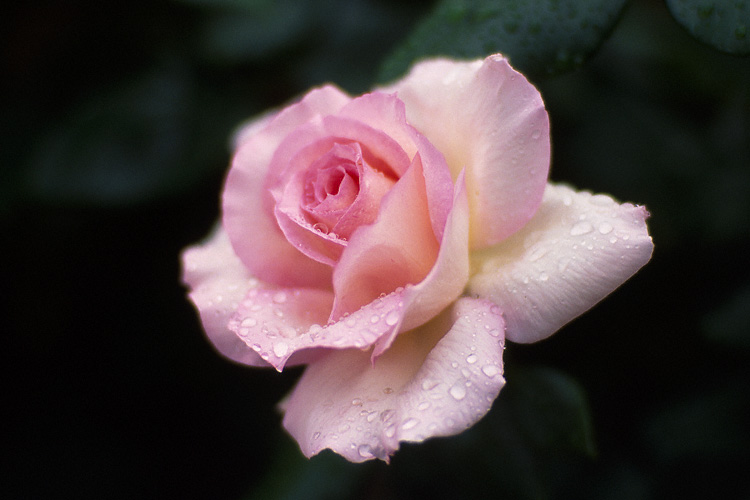 Rose Flower