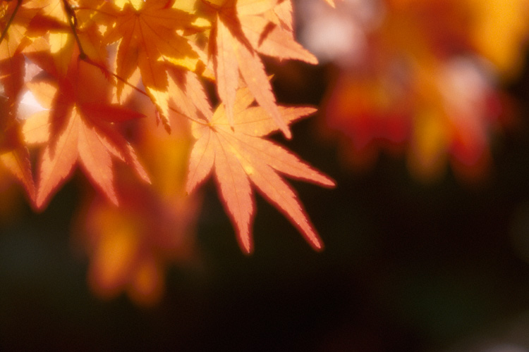Autumn colors