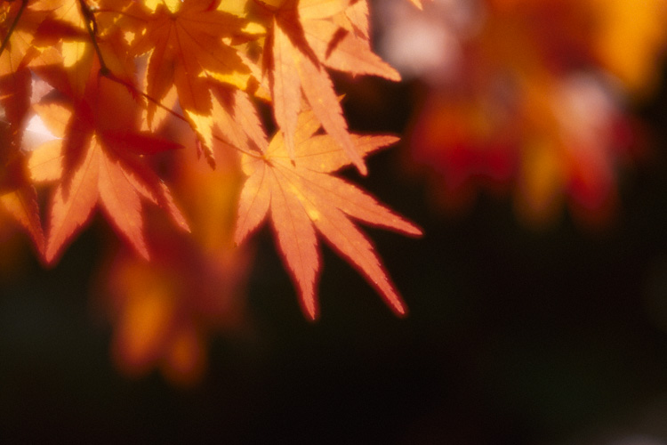 Autumn colors